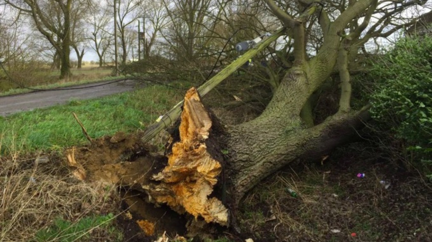 Trees come down across the region as wind speeds strengthen Anglia