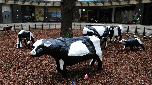 Created in 1978 by artist Liz Leyh, the cows were once cynically said to symbolise a new town consisting entirely of concrete
