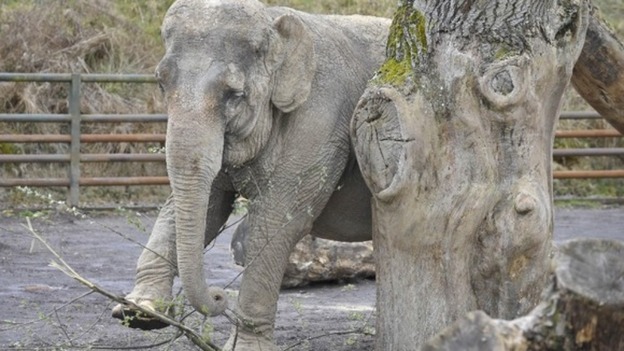Anne recovering at Longleat