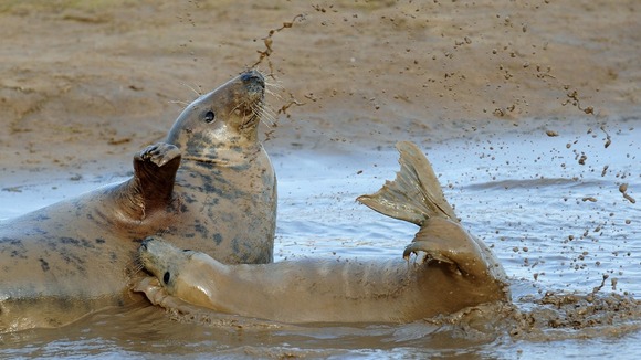Female grey seal and her pup play in a muddy inlet
