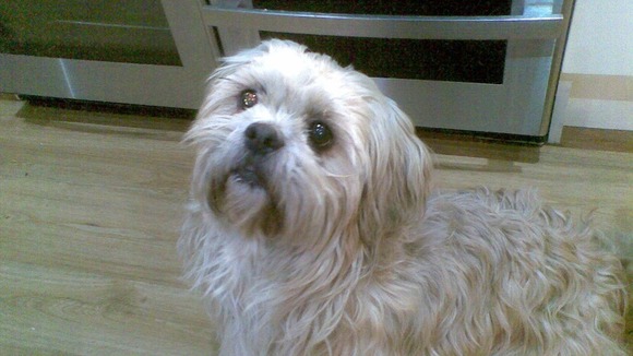 Molly was just one of a number of pets subject to animal cruelty