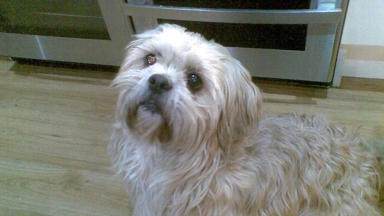 Molly was just one of a number of pets subject to animal cruelty