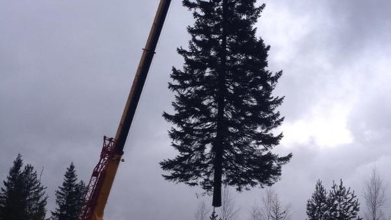 Christmas starts here. Trafalgar Square tree cut and on its journey from Norway to London.