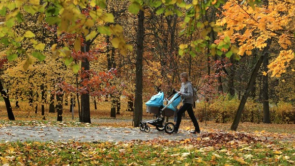 Autumn forest scene