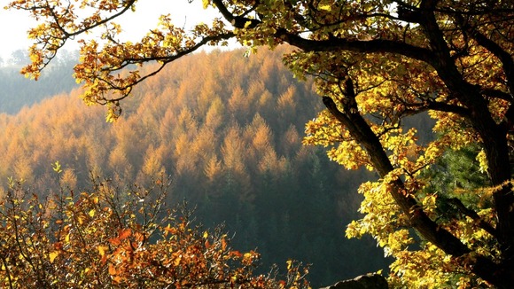 Autumn forest
