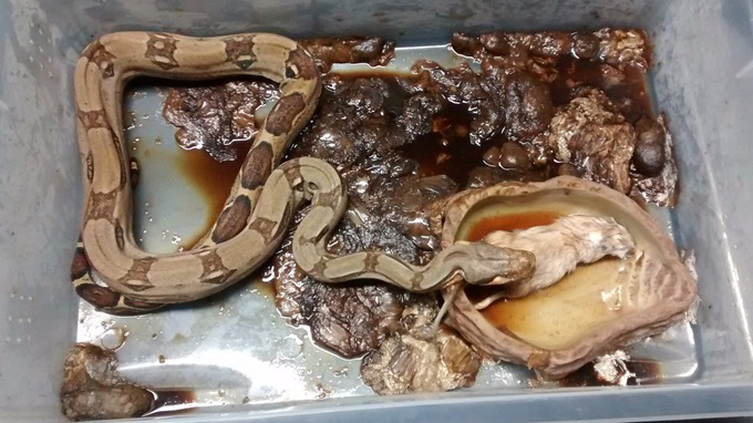 snake found abandoned in plastic box central itv news
