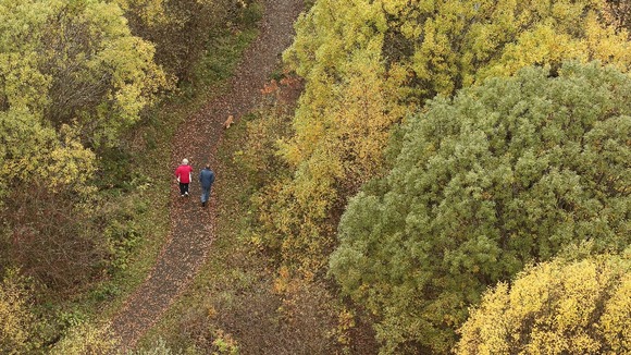 Woodland walk