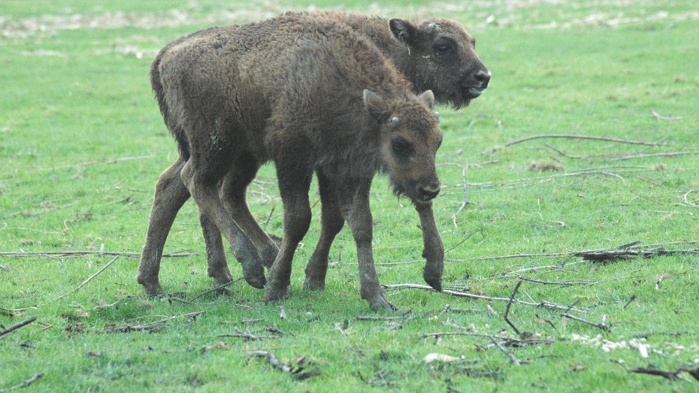 Endangered bison making comeback Meridian ITV News