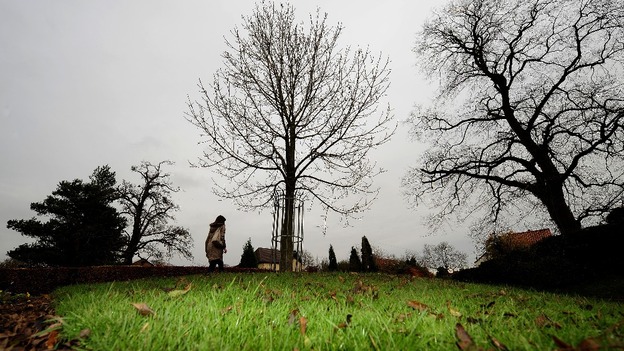 ash dieback, East Sussex, tree