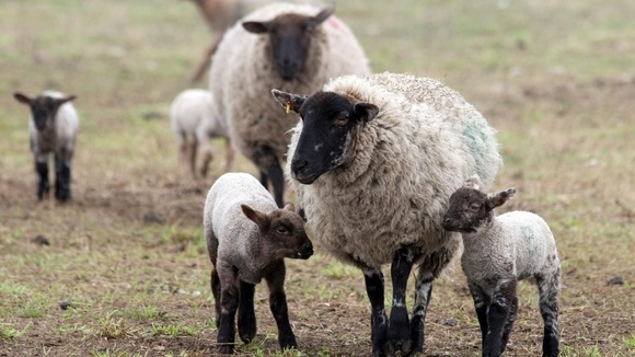 sheep