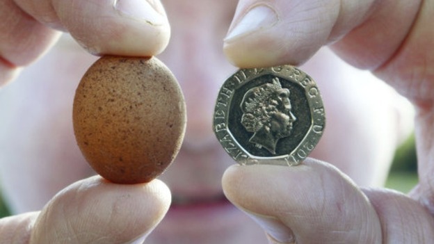 The egg is only just bigger than a 20 pence coin