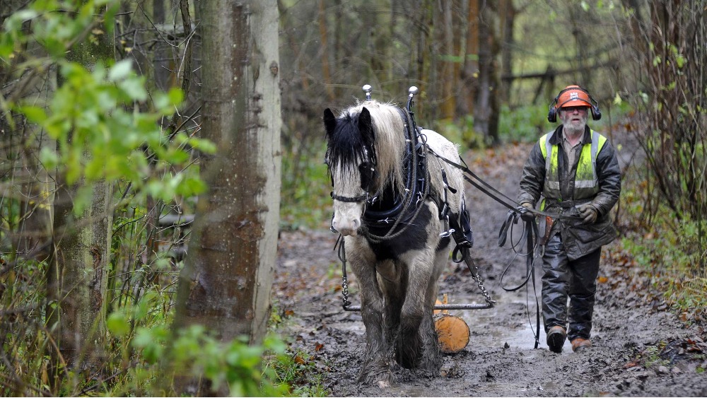 Heavy horse carrying timber at Guisborough Forest Tyne Tees ITV News