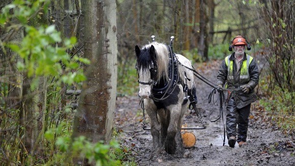 Horse logging at Guisborough Forest