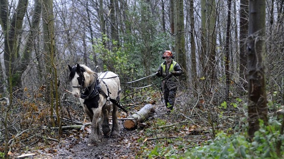 Horse logging at Guisborough Forest