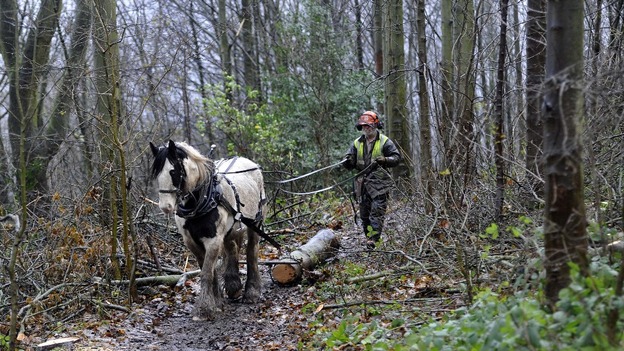 Horse logging at Guisborough Forest