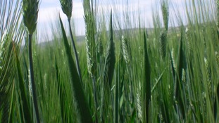 Wheat