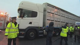 live exports; ramsgate, kent