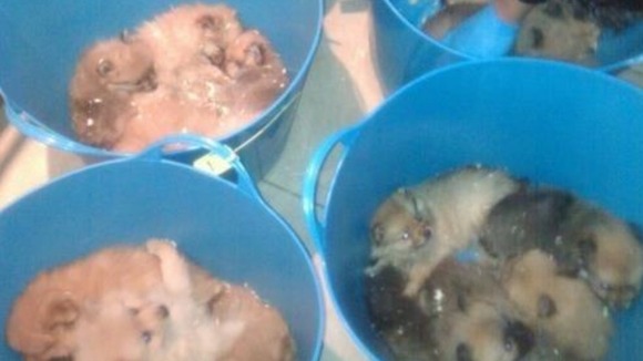 More than 80 dogs, many kept in buckets, were siezed from adresses in Stockport and Greater Manchester.