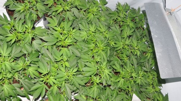 Cannabis seizure
