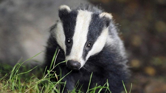 A badger