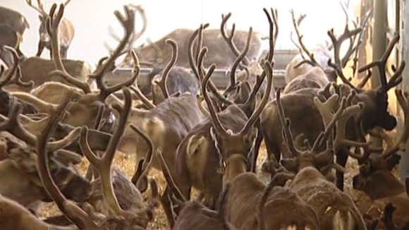 reindeer