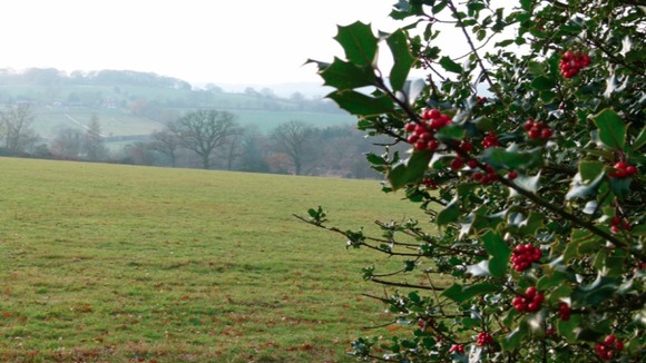 Holly bush and field