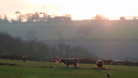Long Horned cattle in Leicestershire