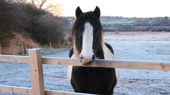 Frosty horse