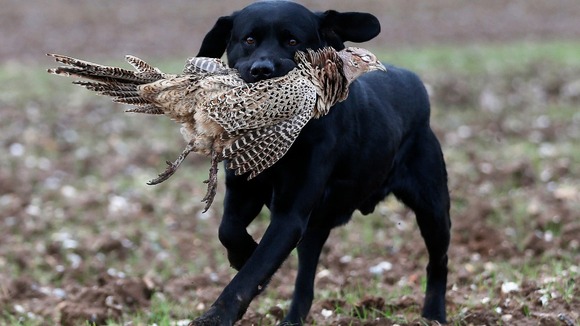 A labrador retriever carries a dead pheasant during a pheasant hunt in Lewknor, southern England.