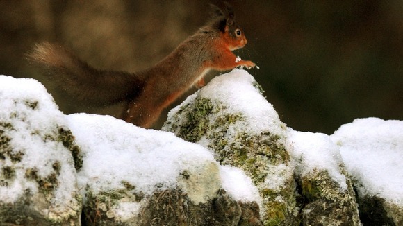 A red squirrel runs along a snow covered wall in Northumberland