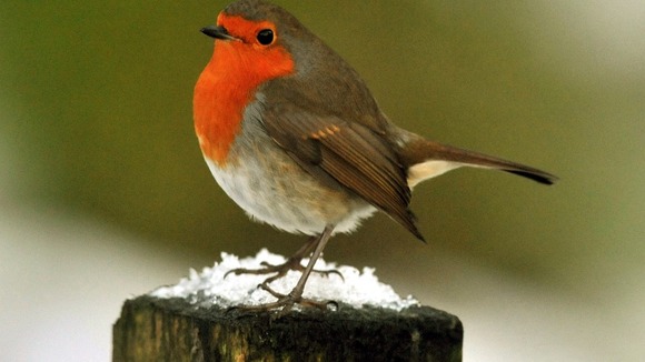 A robin sits on a snow covered fence post in Northumberland
