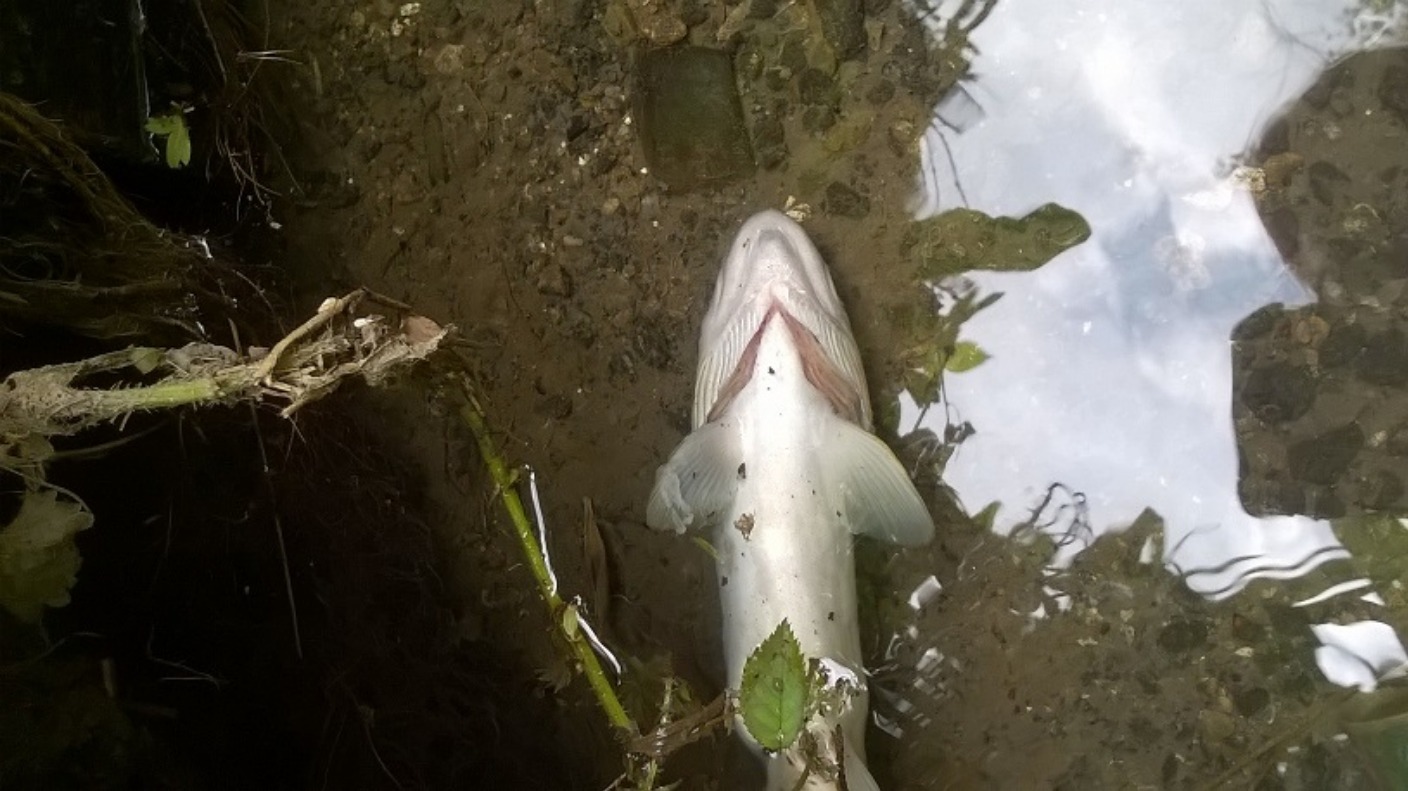 100 eels found dead in south Wales stream | Wales - ITV News - ITV News