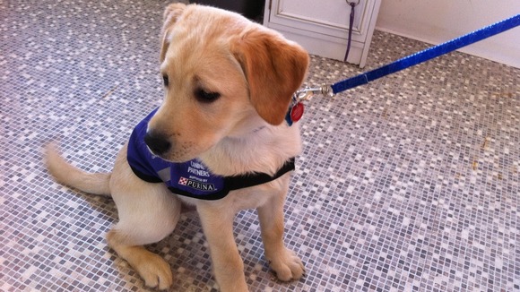 This puppy will one day be an assistance dog to help a disabled person