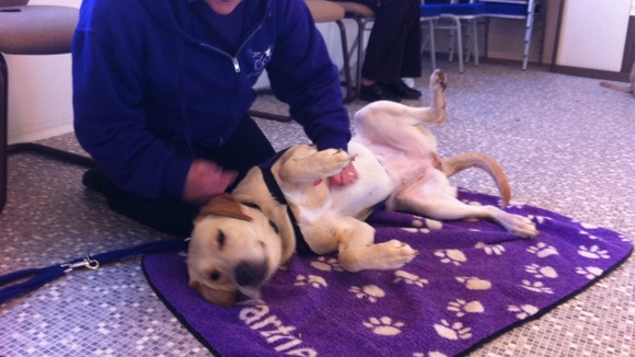 A 13 month old labrador learns how to cope with a health check