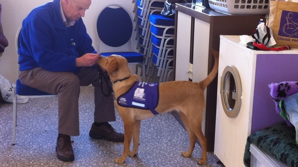 This puppy learns to stay calm