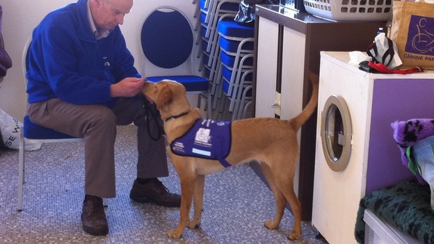 This puppy learns to stay calm