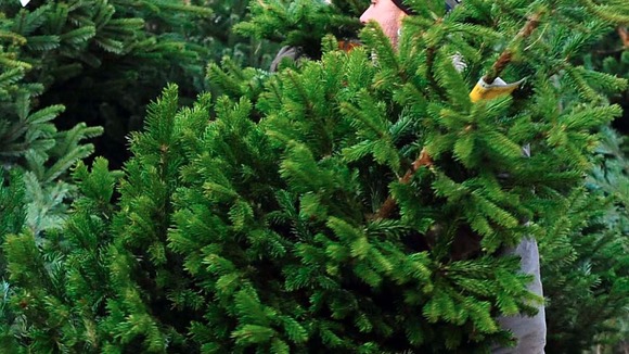Christmas Tree