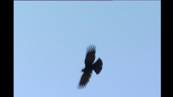 Chough in Cornwall