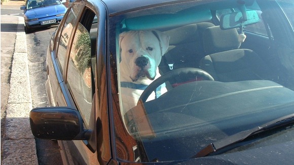 Dog