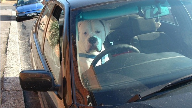 Dog