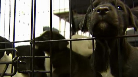 Puppies abandoned