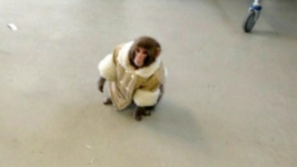Ikea Monkey