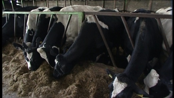 Cows
