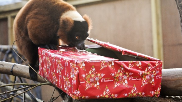 Trevor the Red-ruffed lemur, investigates a Christmas present from the staff at Bristol Zoo Gardens 