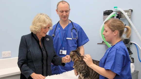 The Duchess opened a new cattery at the animal shelter in 2010.