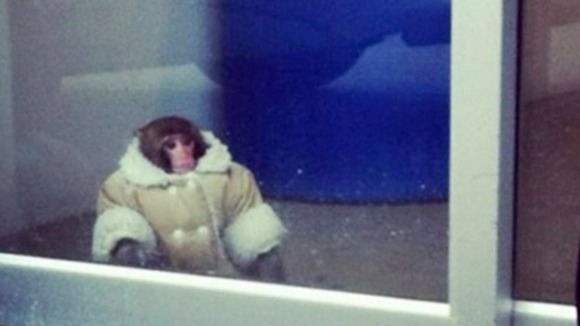 Darwin the rhesus macaque monkey at Ikea