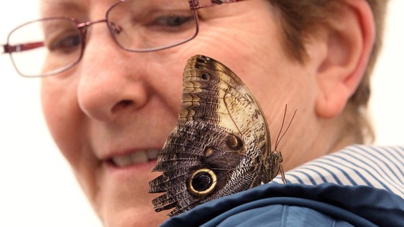 A woman looks at a butterfly in a display room entitled 'In and Out of Love (White Paintings and Live Butterflies)'.