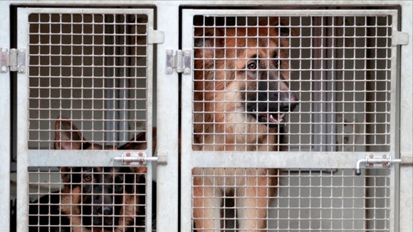 Police dogs in transit