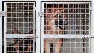 Police dogs in transit