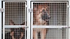 Police dogs in transit